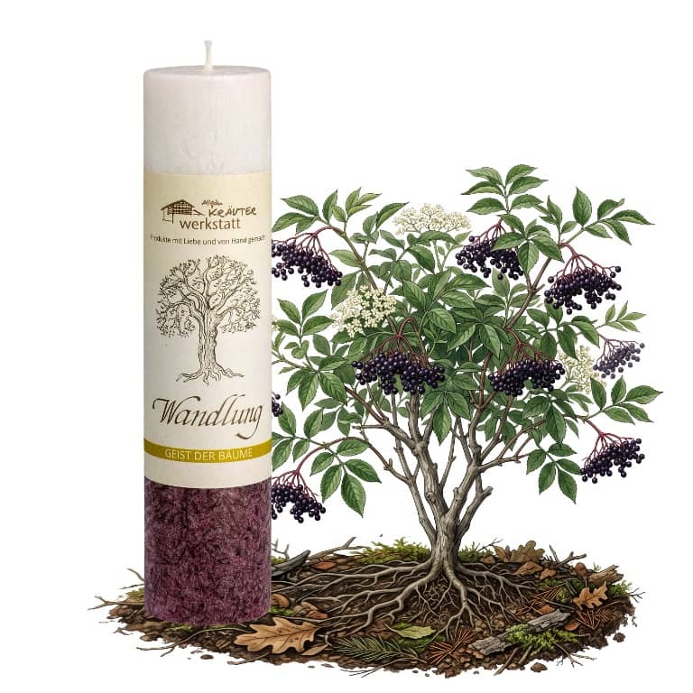 Allgäuer Heilkräuterkerze zum Thema Wandlung in unserem Kerzen Online Shop kaufen. Als Geschenk für Sie oder Ihn. 100% Vegane Kerze. Hergestellt aus Olivenöl.