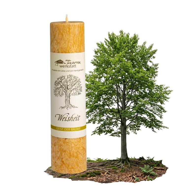 Allgäuer Heilkräuterkerze Geist der Bäume Weisheit in der Farbe gelb. Als Geschenk für Sie oder Ihn. 100% Vegane Kerze. Hergestellt aus Olivenöl. Jetzt in unserem Kerzen Onlineshop kaufen.