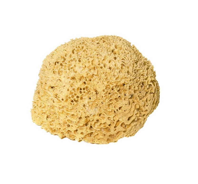 Badeschwamm 12 - 15 cm Naturschwamm Hochwertige und nachhaltige Badeschwamm 12 - 15 cm Naturschwamm in unseren Onlineshop kaufen