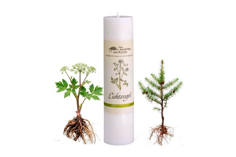 Allgäuer Heilkräuterkerze zum Thema Lichtengel in unserem Kerzen Online Shop kaufen. Als Geschenk für Sie oder Ihn. 100% Vegane Kerze. Hergestellt aus Olivenöl.